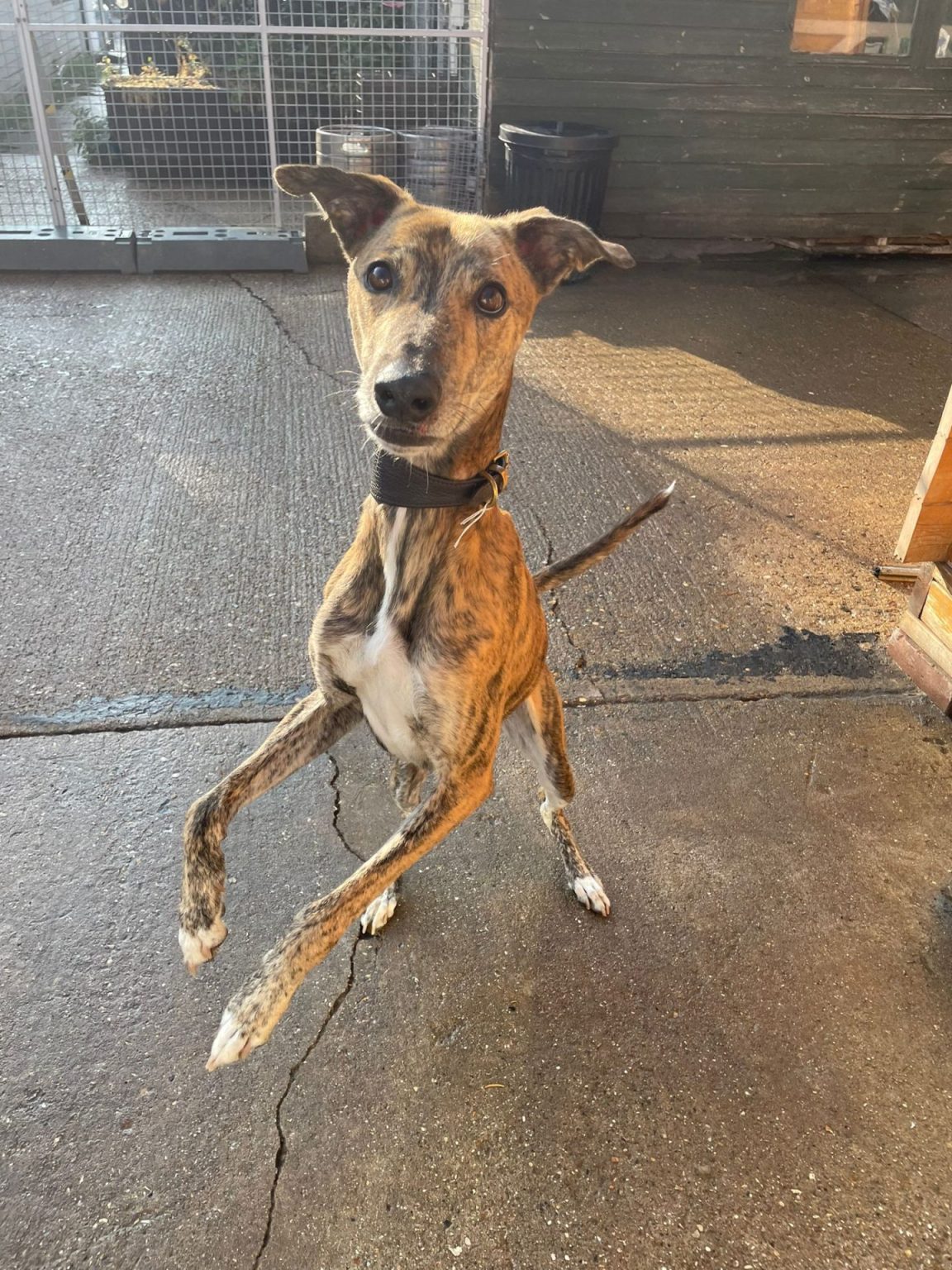 Colin (given name) visual data 6