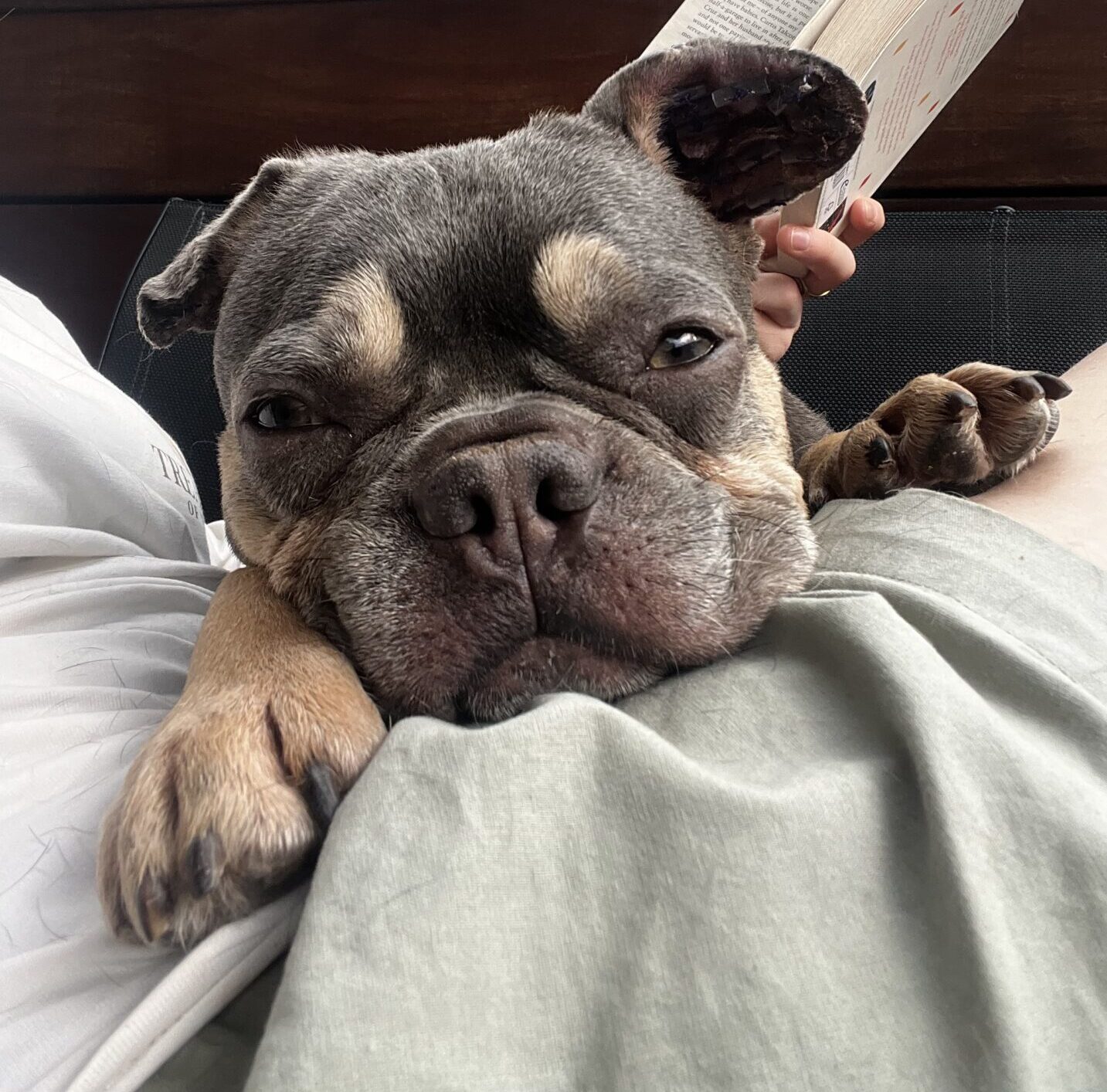 April, a 3 years old female French Bulldog available for adoption from All Dogs Matter in Greater London