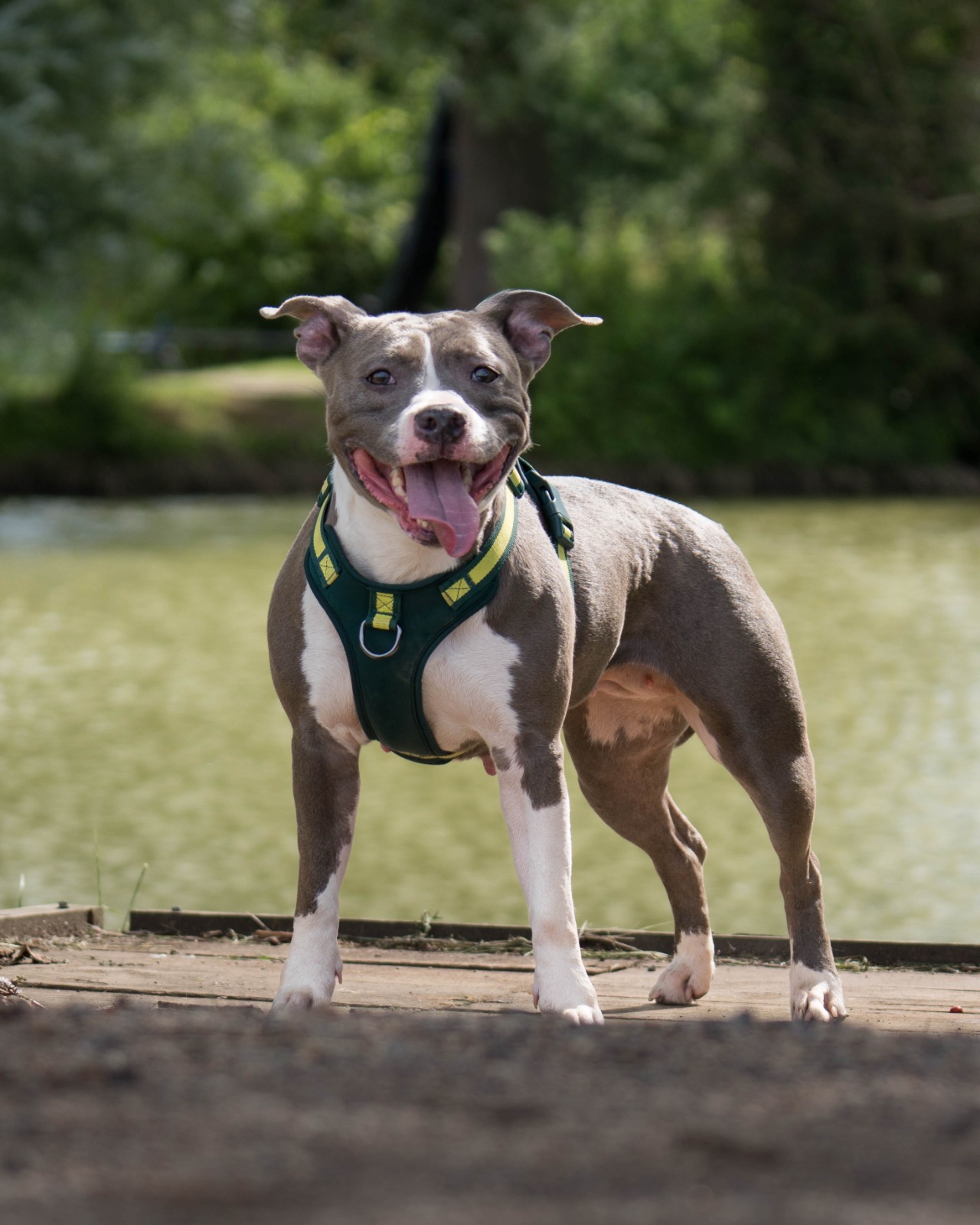 Bailey, a 1 year old female Staffordshire Bull Terrier available for adoption from All Dogs Matter in Greater London