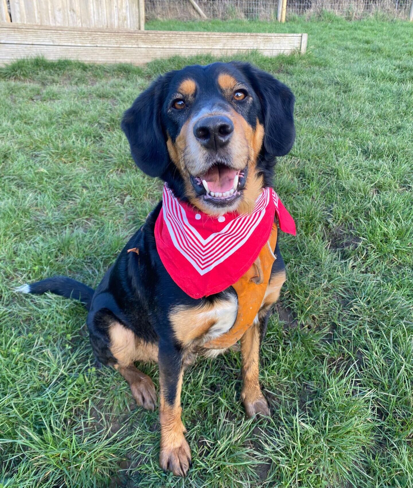 Bruce, a 4 years old male Crossbreed available for adoption from All Dogs Matter in Greater London