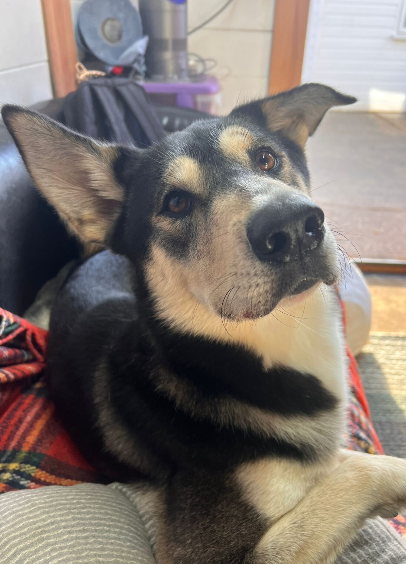 Bruno, a 2 years old male Crossbreed available for adoption from All Dogs Matter in Highgate, Greater London