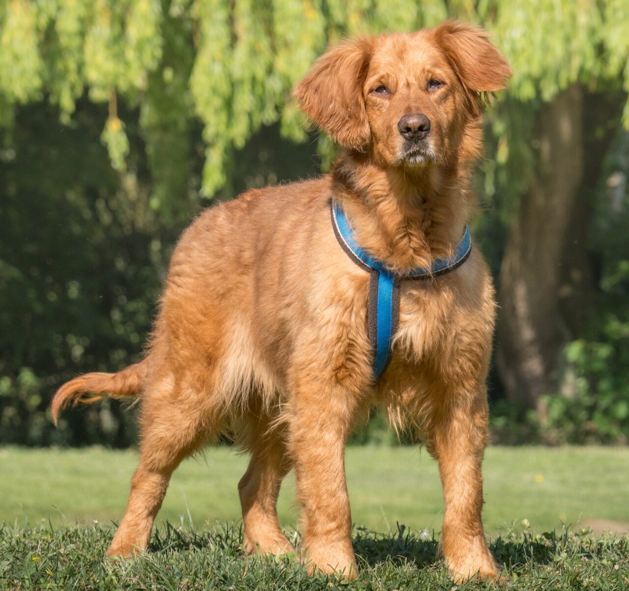 Daphne, a 3 years old female Golden Retriever available for adoption from All Dogs Matter in Greater London