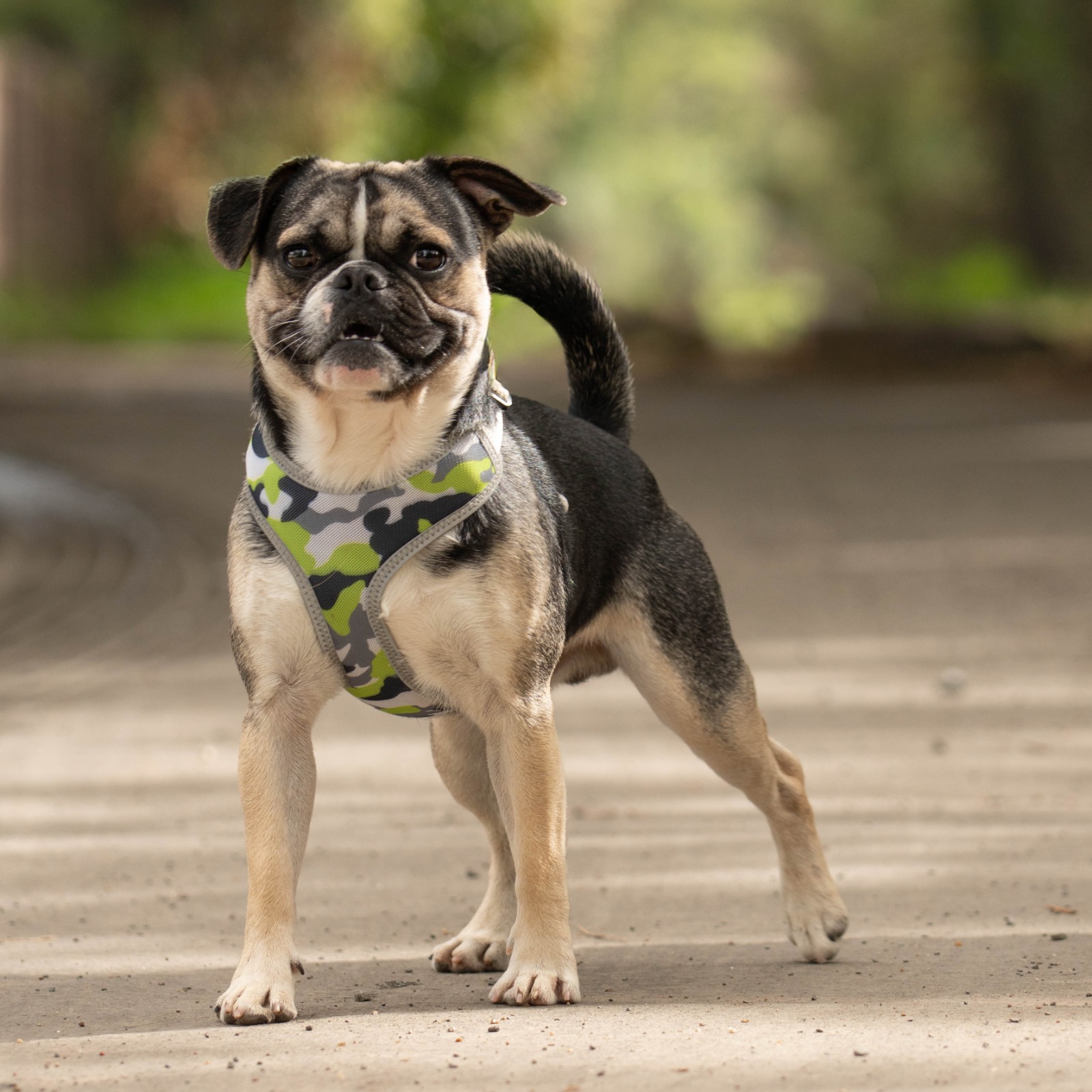 Eddie, a 1 year old male French Bulldog X Pug available for adoption from All Dogs Matter in Greater London