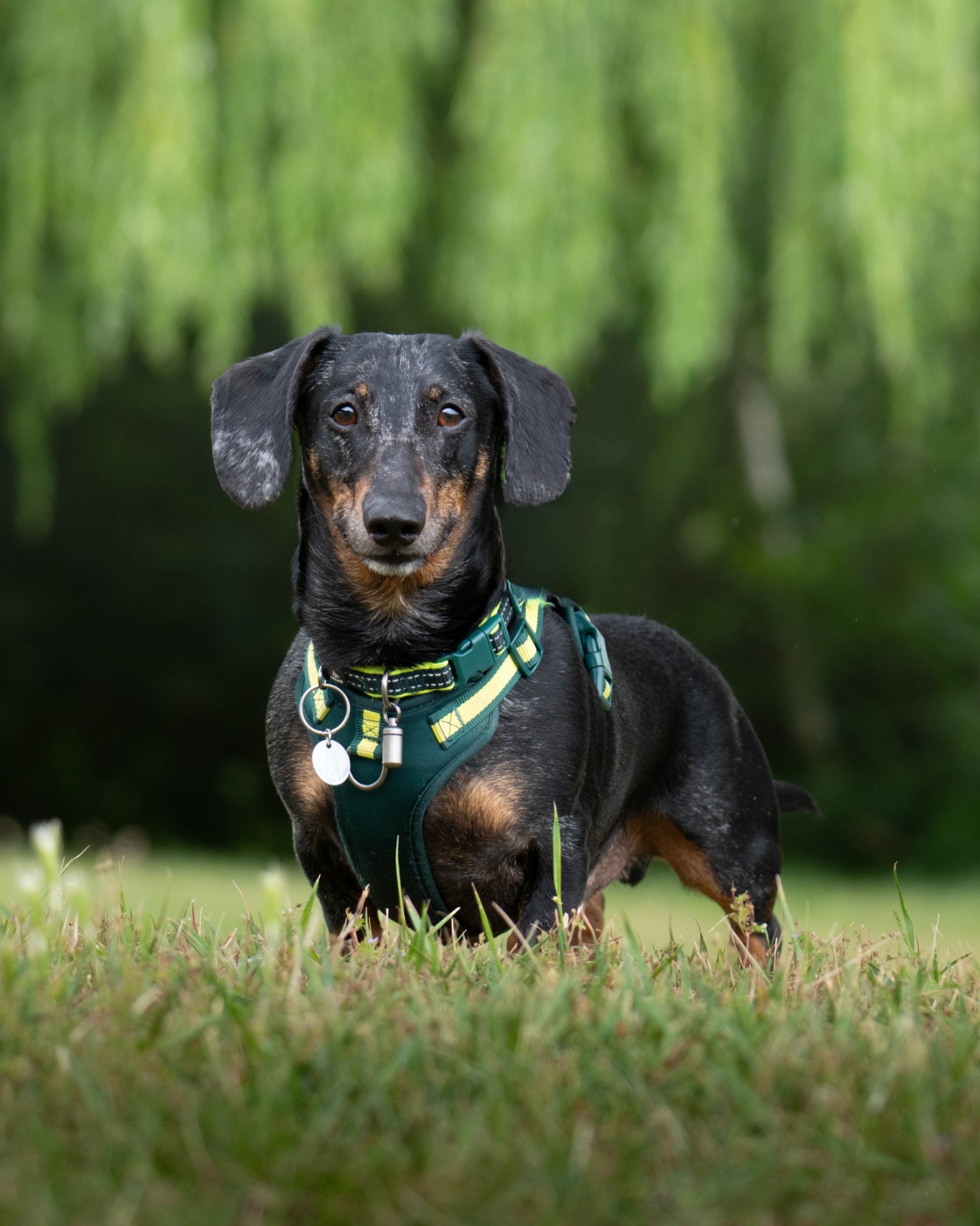 Feta, a 5 years old male Dachshund available for adoption from All Dogs Matter in Greater London
