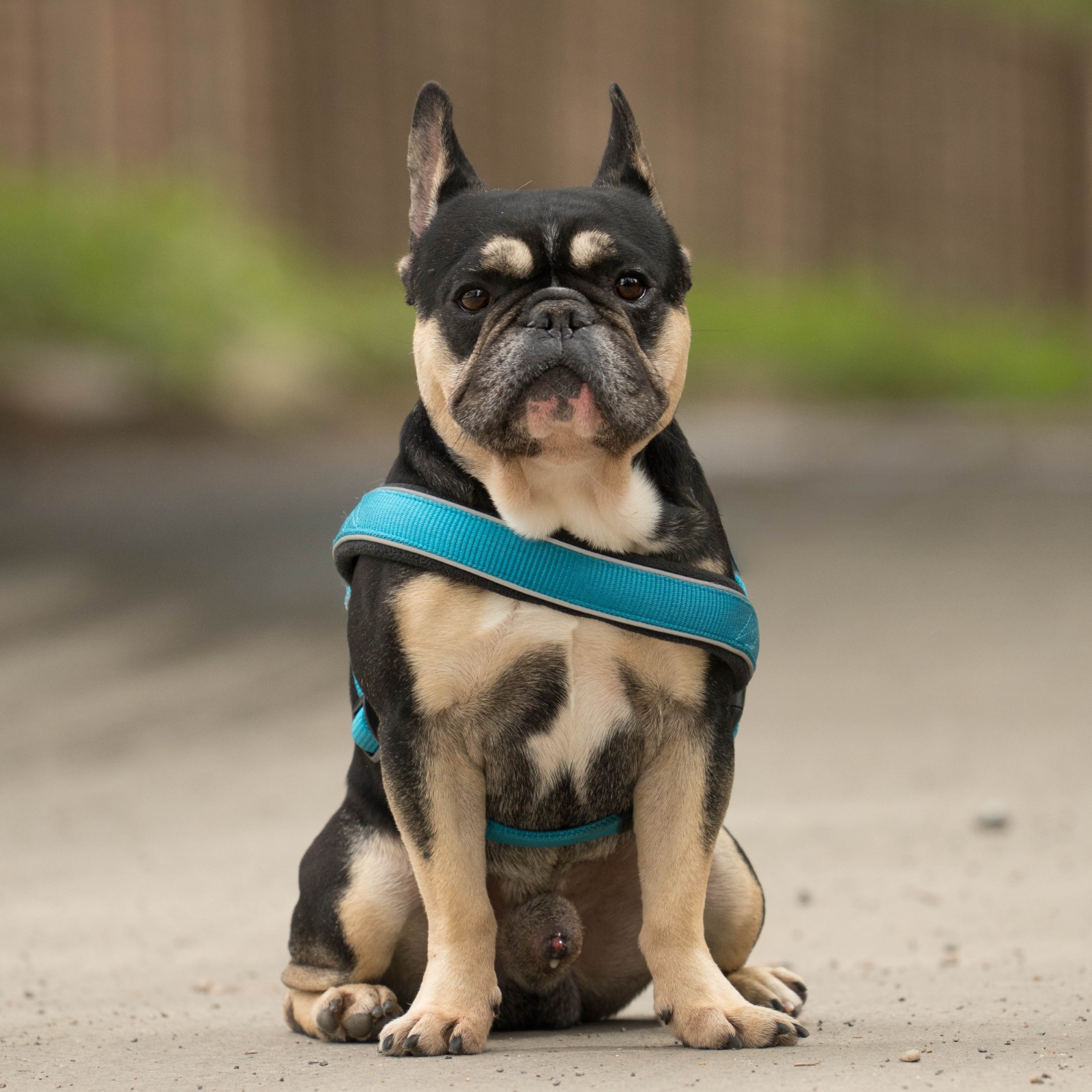 Herman, a 3 years old male French Bulldog available for adoption from All Dogs Matter in Greater London