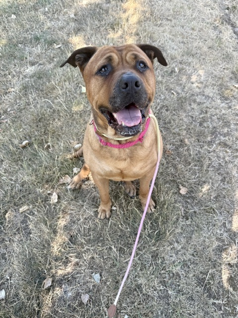Lacey, a 5 years old female Crossbreed available for adoption from All Dogs Matter in Greater London