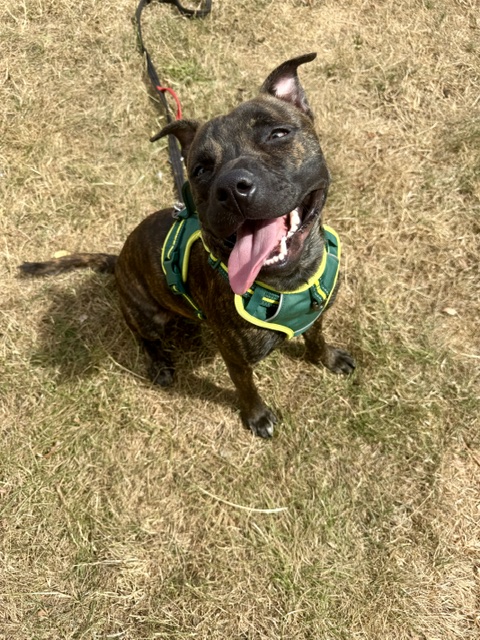 Bernie, a 11 months old male Staffordshire Bull Terrier available for adoption from All Dogs Matter in Greater London
