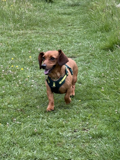 Fig, a 2 years old female Dachshund available for adoption from All Dogs Matter in Greater London