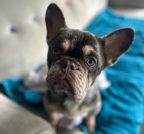 Minnie — French Bulldog