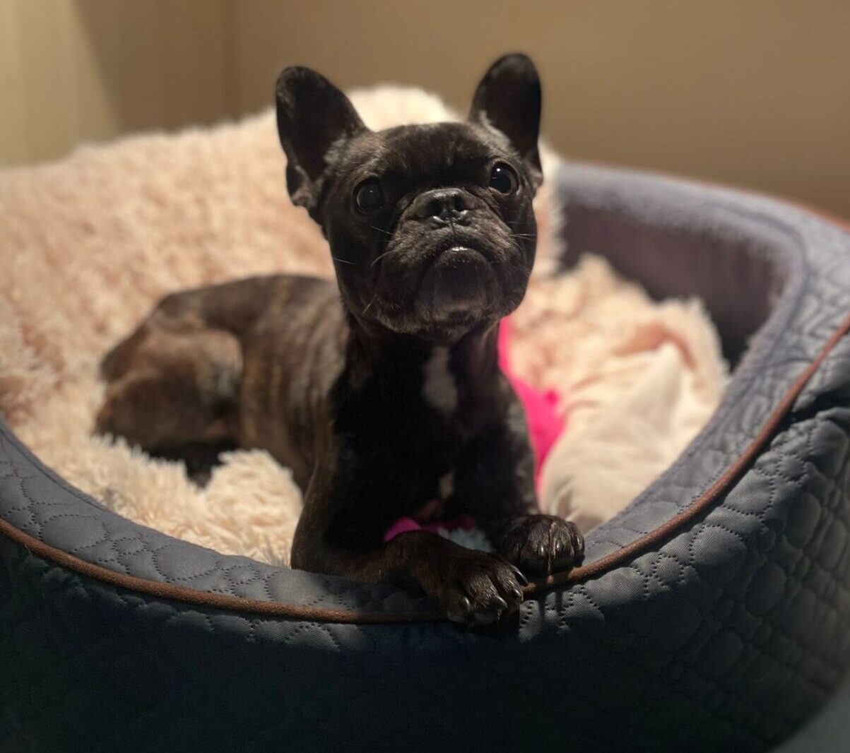Rosie, a 3 years old female French Bulldog available for adoption from All Dogs Matter in Highgate, Greater London