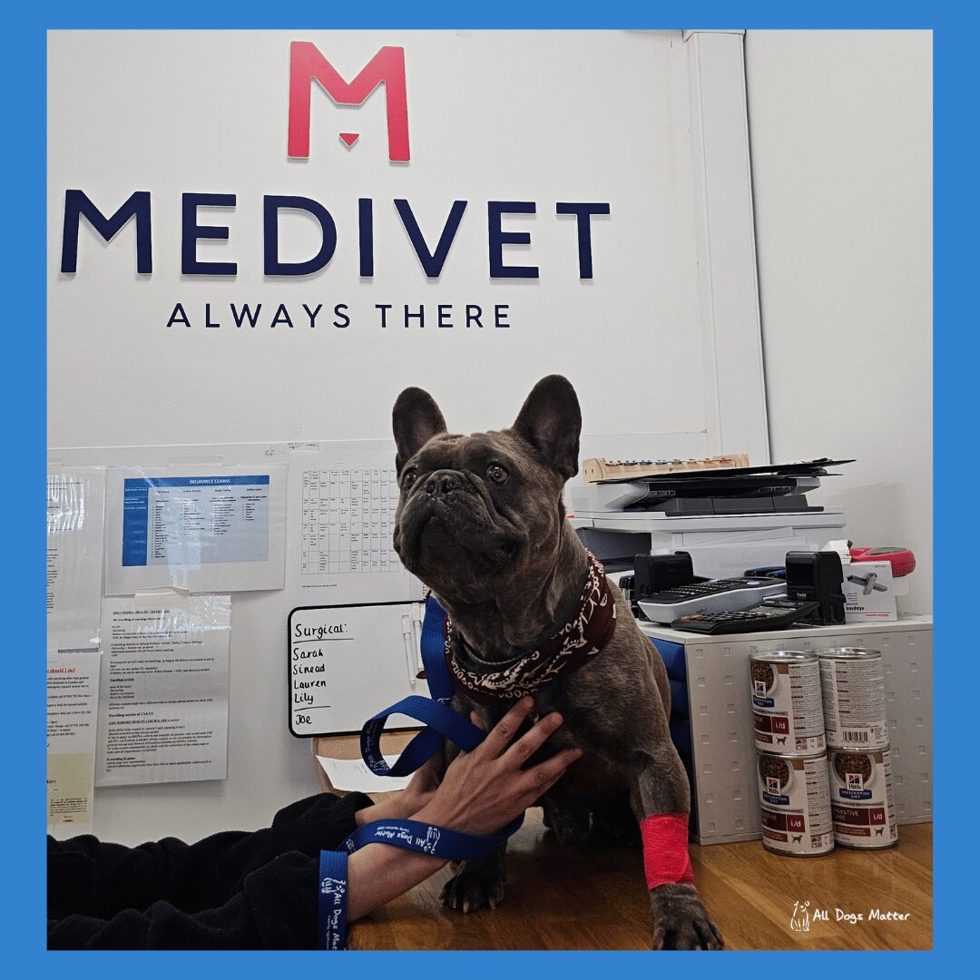 French Bull Dog Shaun recovering from BOAS surgery
