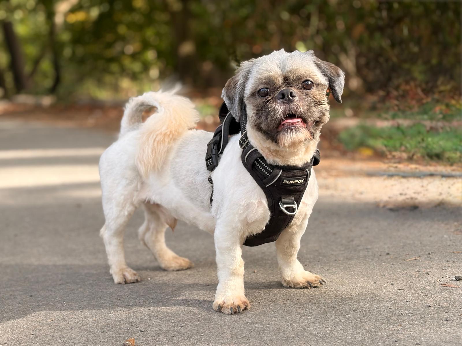 Theodore, a 1 year old male Shih Tzu available for adoption from All Dogs Matter in Greater London