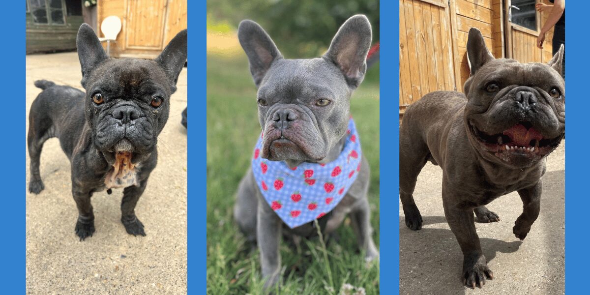 Rescue french Bulldogs Shaun, Milly and Claude pre BOAS surgery at All Dogs Matter