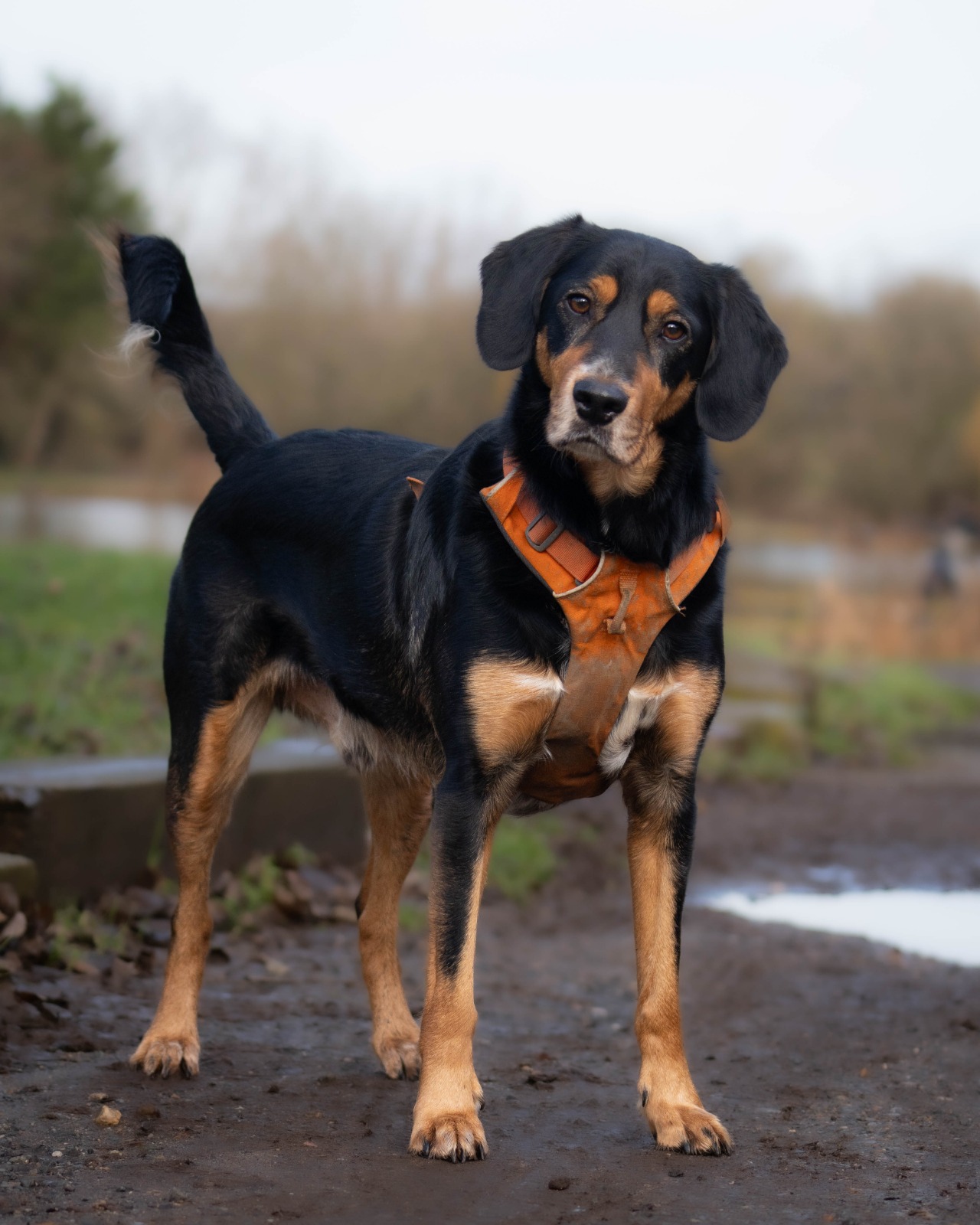 Bruce, a 4 years old male Crossbreed available for adoption from All Dogs Matter in Highgate, Greater London