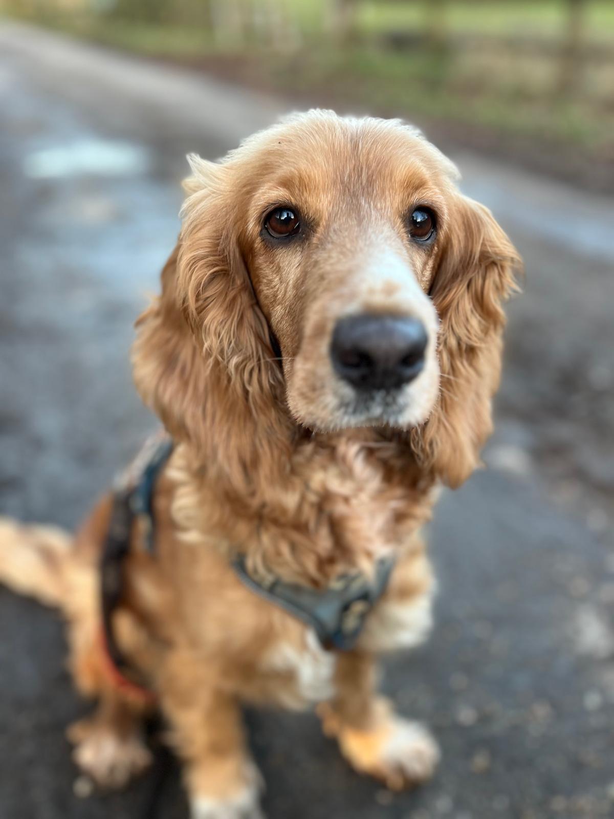 Sally, a 2 years old female Cavalier King Charles Spaniel available for adoption from All Dogs Matter in Highgate, Greater London