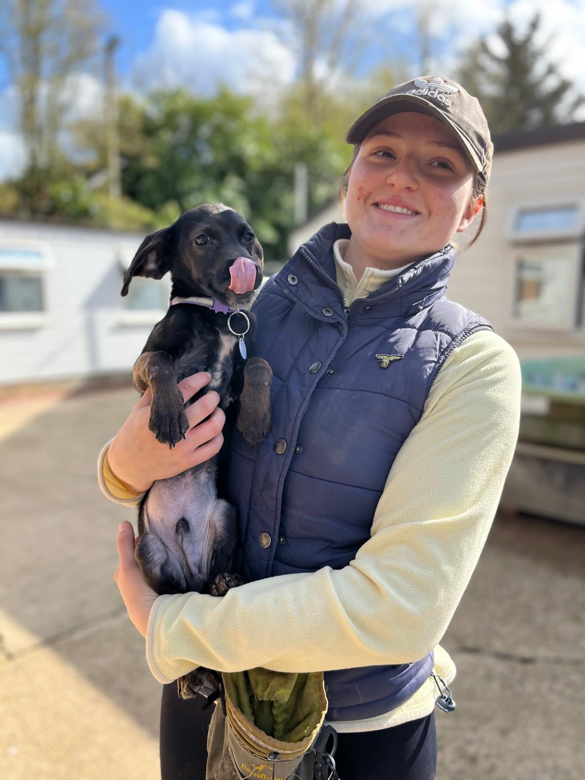 Rudy, a 4 months old male Soft Coated Wheaten Terrier available for adoption from All Dogs Matter in Highgate, Greater London
