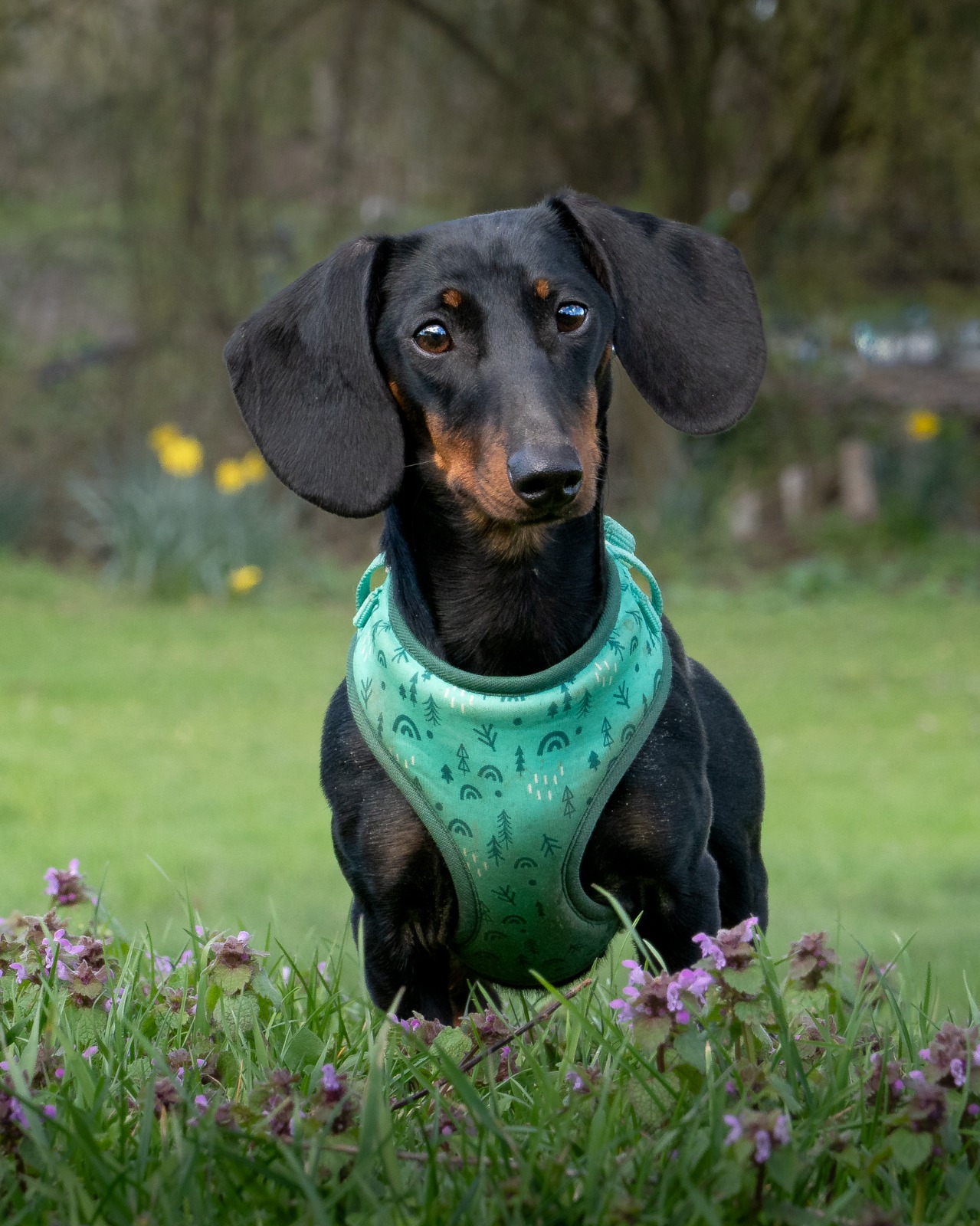 Bambi, a 10 months old female Dachshund available for adoption from All Dogs Matter in Greater London