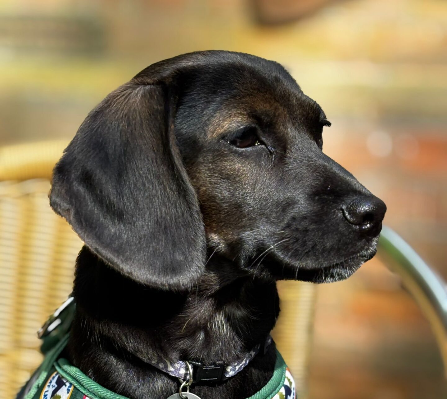 Jackson, a 6 months old male Soft Coated Wheaten Terrier available for adoption from All Dogs Matter in Greater London