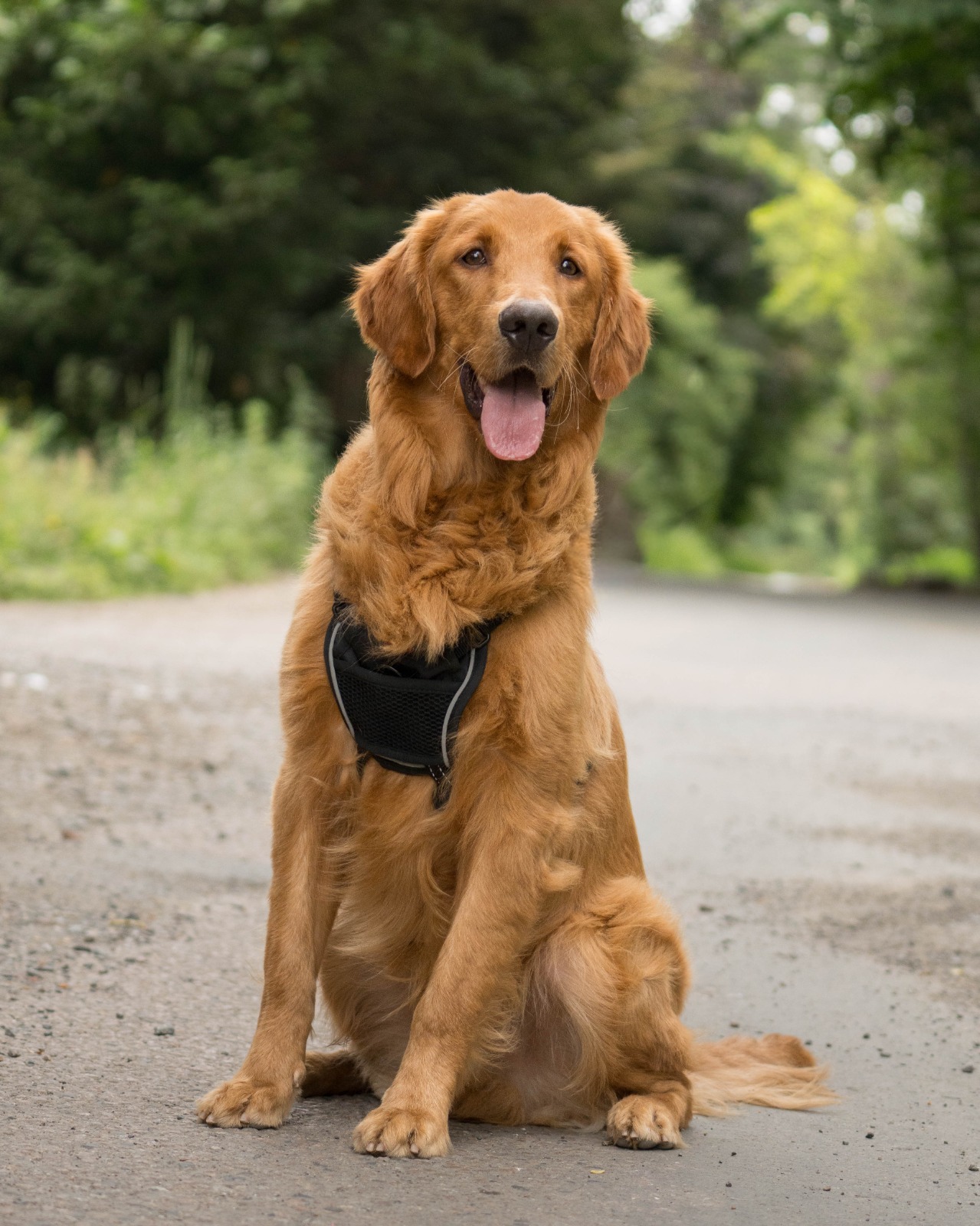 Mars, a 3 years old male Nova Scotia Duck Tolling Retriever available for adoption from All Dogs Matter in Greater London