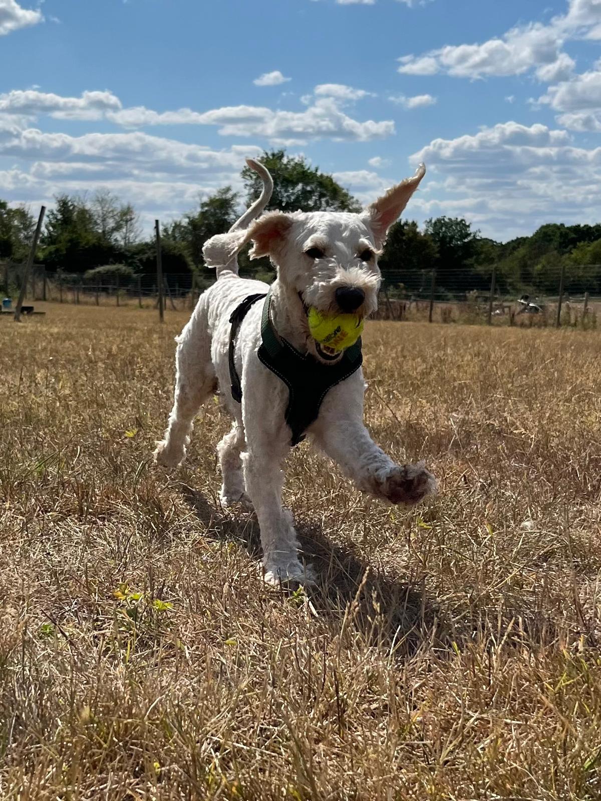 Jim, a 4 years old male Cockapoo available for adoption from All Dogs Matter in Greater London