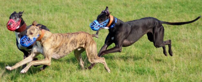 what does a dog track look like