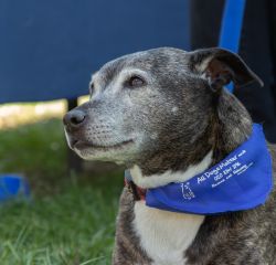 It's with great sadness that we announce the passing of Abi the Staffie owned by our charity founder, Ira and husband Phil. She will be greatly missed by us all.