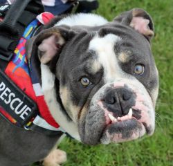 Beautiful Herbert, ex-ADM dog, sadly passed over the Rainbow Bridge. He was a favourite at many ADM events, and will be truly missed.