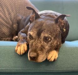 Beautiful Ben has sadly passed over the rainbow bridge. He spent two wonderful years in a loving adoptive home.