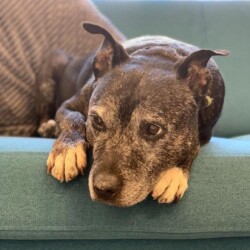 Beautiful Ben has sadly passed over the rainbow bridge. He spent two wonderful years in a loving adoptive home.