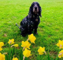 Gorgeous Spaniel Blue has sadly passed away aged almost 10 years. He was adored by owners, Rob and Tash, who adopted him in 2019. RIP beautiful boy.
