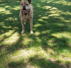 Beautiful Boris has sadly passed over the rainbow bridge. He spent two and a half fantastic years in his forever home ❤ rest in peace Boris.