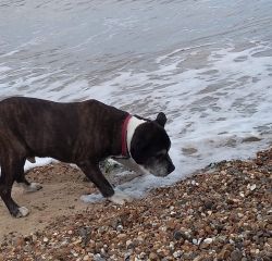 In memory of Alfie, who passed away today at the age of 14. Adopted by Nick and his lovely family in 2019.