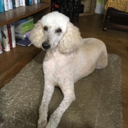 Beautiful Jodie has passed over the rainbow bridge 🌈💙