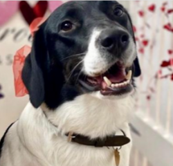 Kayla sadly passed over the Rainbow Bridge. She was an amazing pet, and helped her owners immensely during lockdown.