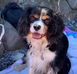 Rocco passed over the Rainbow Bridge t with his adopters of 7 years holding him close. Sending our thoughts to his family ❤