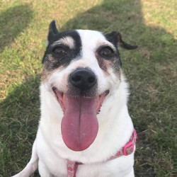 The lovely Roxy spent 10 years with her adoptive family before passing over the Rainbow Bridge <3