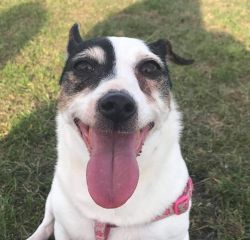 The lovely Roxy spent 10 years with her adoptive family before passing over the Rainbow Bridge <3