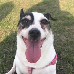 The lovely Roxy spent 10 years with her adoptive family before passing over the Rainbow Bridge <3