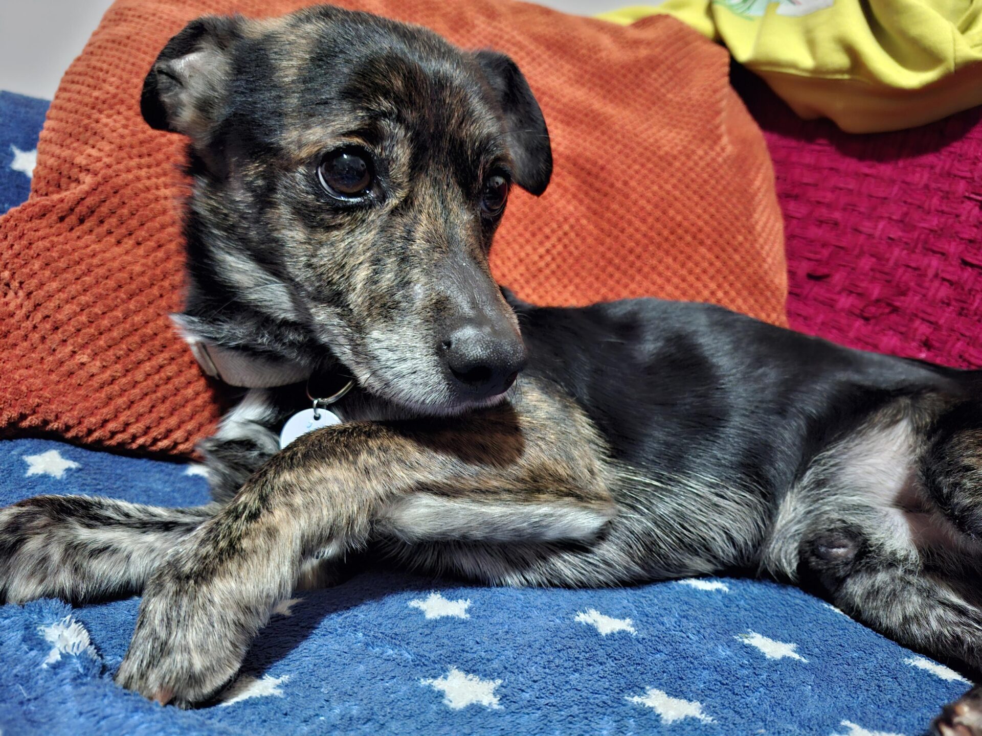 Monty, a 7 years old male Chihuahua available for adoption from All Dogs Matter in Greater London