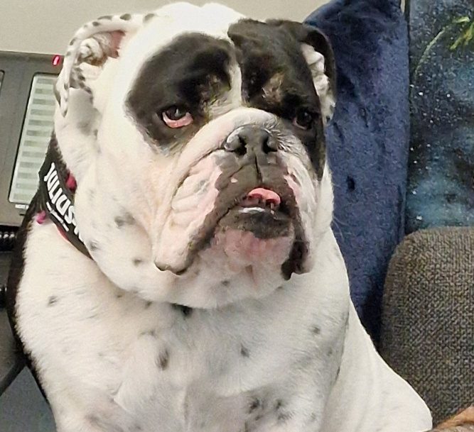 all-dogs-matter-rosie